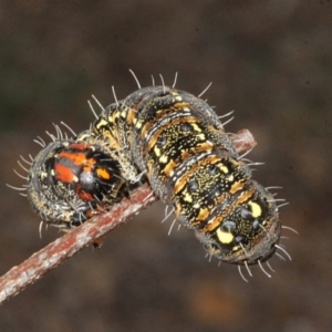 Apina callisto at Melba, ACT - 24 Aug 2019 10:13 AM