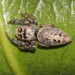 Opisthoncus grassator (Jumping spider) at Melba, ACT - 24 Aug 2019 by PeteWoodall