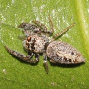 Opisthoncus grassator at Melba, ACT - 24 Aug 2019