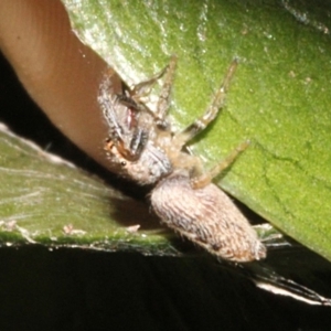 Opisthoncus grassator at Melba, ACT - 24 Aug 2019