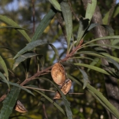 Lomatia myricoides (River Lomatia) at Cotter Reserve - 24 Aug 2019 by PeteWoodall