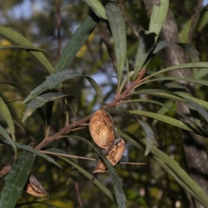 Lomatia myricoides at Paddys River, ACT - 24 Aug 2019