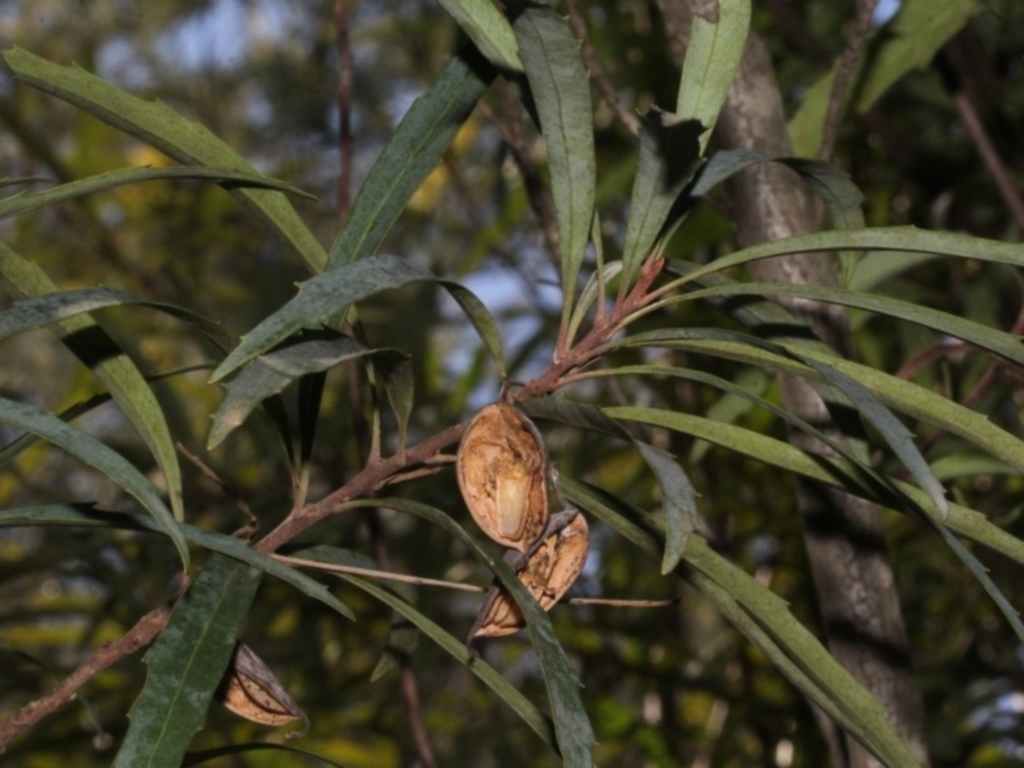 Lomatia myricoides at Paddys River, ACT - 24 Aug 2019