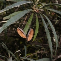 Lomatia myricoides at Paddys River, ACT - 24 Aug 2019