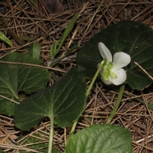 Viola odorata at Paddys River, ACT - 24 Aug 2019 01:19 PM