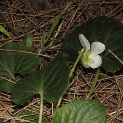 Viola odorata (Sweet Violet, Common Violet) at Cotter Reserve - 24 Aug 2019 by PeteWoodall