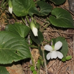 Viola odorata at Paddys River, ACT - 24 Aug 2019 01:19 PM