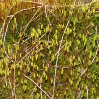 Bryaceae (family) (A moss) at Cotter Reserve - 24 Aug 2019 by PeteWoodall