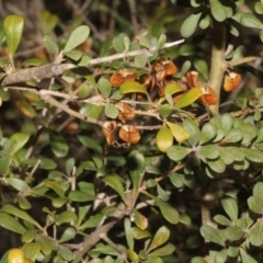 Bursaria spinosa (Native Blackthorn, Sweet Bursaria) at Paddys River, ACT - 24 Aug 2019 by PeteWoodall