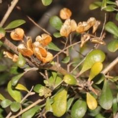 Bursaria spinosa at Paddys River, ACT - 24 Aug 2019 01:23 PM