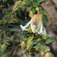 Pimelea linifolia subsp. linifolia (Queen of the Bush, Slender Rice-flower) at Paddys River, ACT - 24 Aug 2019 by PeteWoodall