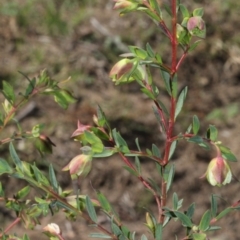 Pimelea linifolia subsp. linifolia at Paddys River, ACT - 24 Aug 2019