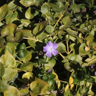 Vinca major (Blue Periwinkle) at Cotter Reserve - 24 Aug 2019 by PeteWoodall