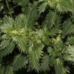 Urtica urens (Small Nettle) at Paddys River, ACT - 24 Aug 2019 by PeteWoodall