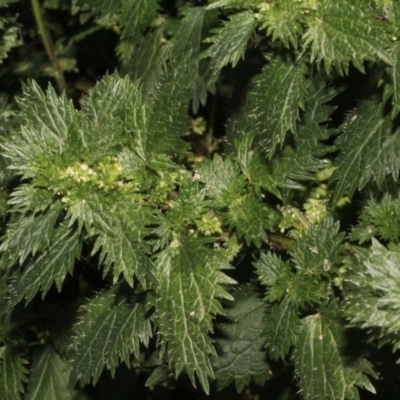 Urtica urens (Small Nettle) at Cotter Reserve - 24 Aug 2019 by PeteWoodall