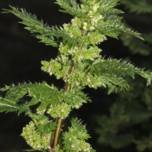 Urtica urens at Paddys River, ACT - 24 Aug 2019