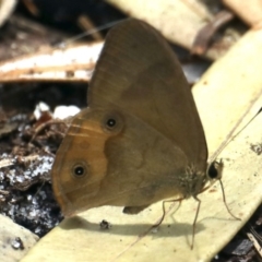 Hypocysta metirius (Brown Ringlet) at Ulladulla, NSW - 27 Jan 2020 by jb2602