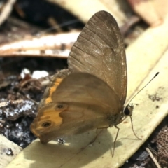 Hypocysta metirius at Ulladulla, NSW - 27 Jan 2020