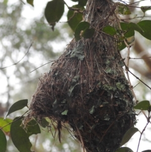 Gerygone mouki at Tuross Head, NSW - 26 Jan 2020