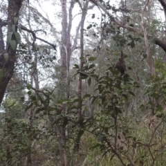 Gerygone mouki at Tuross Head, NSW - 26 Jan 2020 04:26 PM