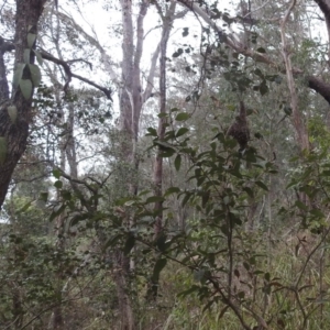 Gerygone mouki at Tuross Head, NSW - 26 Jan 2020