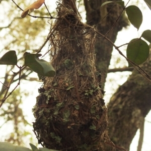 Gerygone mouki at Tuross Head, NSW - 26 Jan 2020