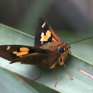 Trapezites symmomus at Ulladulla - Warden Head Bushcare - 27 Jan 2020