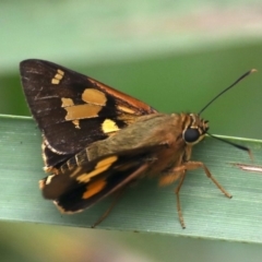 Trapezites symmomus at Ulladulla - Warden Head Bushcare - 27 Jan 2020 12:27 PM