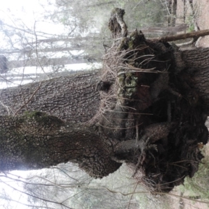 Casuarina glauca at Tuross Head, NSW - 26 Jan 2020