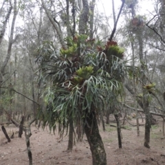 Platycerium bifurcatum (Elkhorn) at Tuross Head, NSW - 26 Jan 2020 by HelenCross