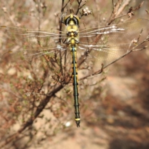 Hemicordulia tau at Wingecarribee Local Government Area - 29 Jan 2020 08:54 AM