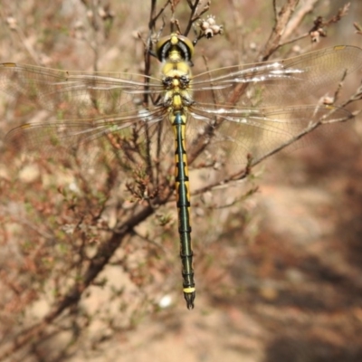 Hemicordulia tau (Tau Emerald) at Berrima - 29 Jan 2020 by GlossyGal