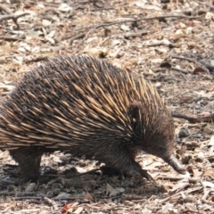 Tachyglossus aculeatus (Short-beaked Echidna) at Deakin, ACT - 29 Jan 2020 by JackyF