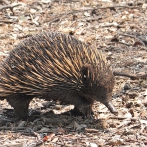 Tachyglossus aculeatus at Deakin, ACT - 29 Jan 2020