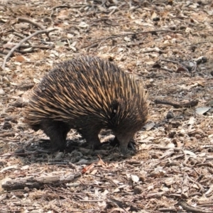 Tachyglossus aculeatus at Deakin, ACT - 29 Jan 2020