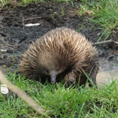 Tachyglossus aculeatus (Short-beaked Echidna) at Deakin, ACT - 29 Jan 2020 by JackyF