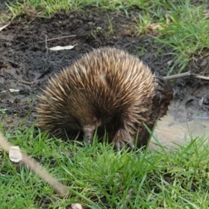 Tachyglossus aculeatus at Deakin, ACT - 29 Jan 2020