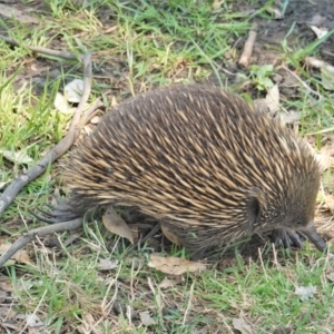 Tachyglossus aculeatus at Deakin, ACT - 29 Jan 2020