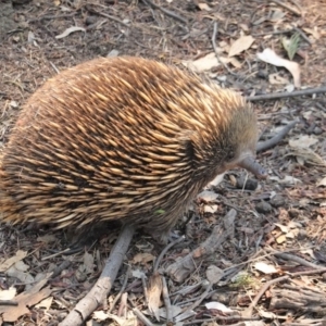 Tachyglossus aculeatus at Deakin, ACT - 29 Jan 2020