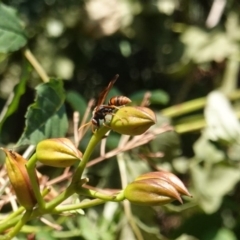 Polistes (Polistella) humilis (Common Paper Wasp) at Hughes, ACT - 29 Jan 2020 by JackyF