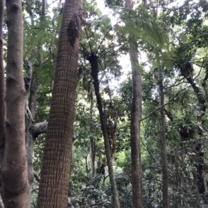 Cyathea cooperi at Wattamolla, NSW - suppressed