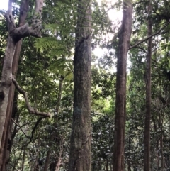 Cyathea cooperi at Wattamolla, NSW - suppressed