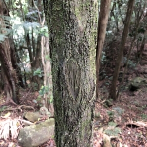 Cyathea cooperi at Wattamolla, NSW - suppressed