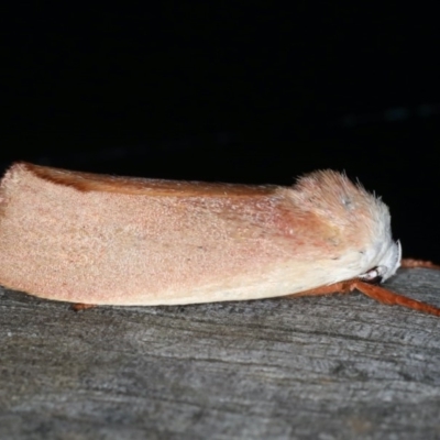 Cryptophasa rubescens (A Timber Moth) at Coomee Nulunga Cultural Walking Track - 27 Jan 2020 by jb2602