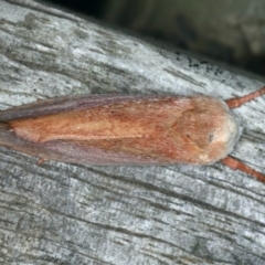 Cryptophasa rubescens at Ulladulla, NSW - 27 Jan 2020