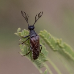 Euctenia sp. (genus) (Wedge-shaped beetle) at The Pinnacle - 22 Jan 2020 by AlisonMilton