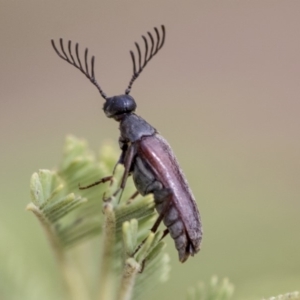 Euctenia sp. (genus) at Dunlop, ACT - 23 Jan 2020