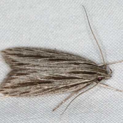 Leistarcha scitissimella (A Timber Moth) at Ulladulla - Warden Head Bushcare - 27 Jan 2020 by jbromilow50