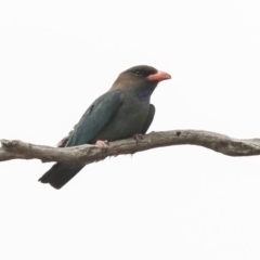 Eurystomus orientalis (Dollarbird) at Hawker, ACT - 22 Jan 2020 by Alison Milton