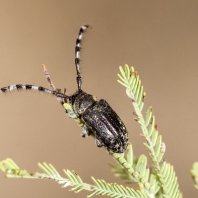 Ancita sp. (genus) (Longicorn or longhorn beetle) at The Pinnacle - 22 Jan 2020 by AlisonMilton